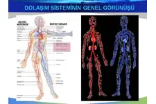 4 Sınıf Dolaşım Sistemi