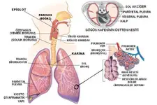 Dolaşım Sistemi Türleri ve Özellikleri