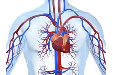 Dolaşım Sistemi Kalp Özellikleri ve Faydaları Nelerdir?