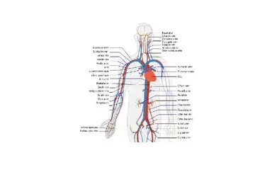 Dolaşım Sisteminin Görevleri Nelerdir?