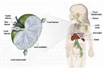 Lenf Dolaşım Sistemi Görevleri Nelerdir?