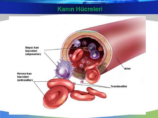 6 Sınıf Dolaşım Sistemi