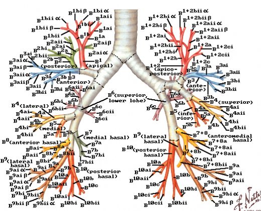 Dolaşım Sistemi Anatomisi