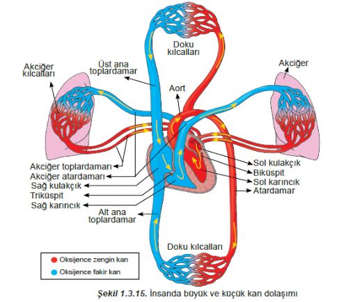 İnsanda Dolaşım Sistemi Özellikleri ve Faydaları Nelerdir?